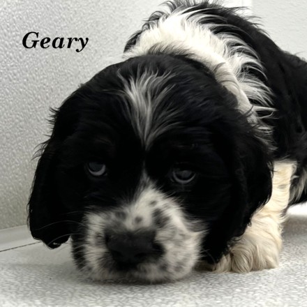 puppy, for, sale, Cocker Spaniel, Joe & Cherri  Overlease, dog, breeder, Miller, MO, dog-breeder, puppy-for-sale, forsale, nearby, find, puppyfind, locator, puppylocator, aca